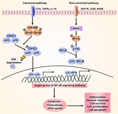 The NF-κB Signaling Pathway, the Microbiota, and Gastrointestinal Tumorigenesis: Recent Advances